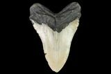 Fossil Megalodon Tooth - North Carolina #108984-2